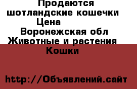 Продаются шотландские кошечки › Цена ­ 4 000 - Воронежская обл. Животные и растения » Кошки   